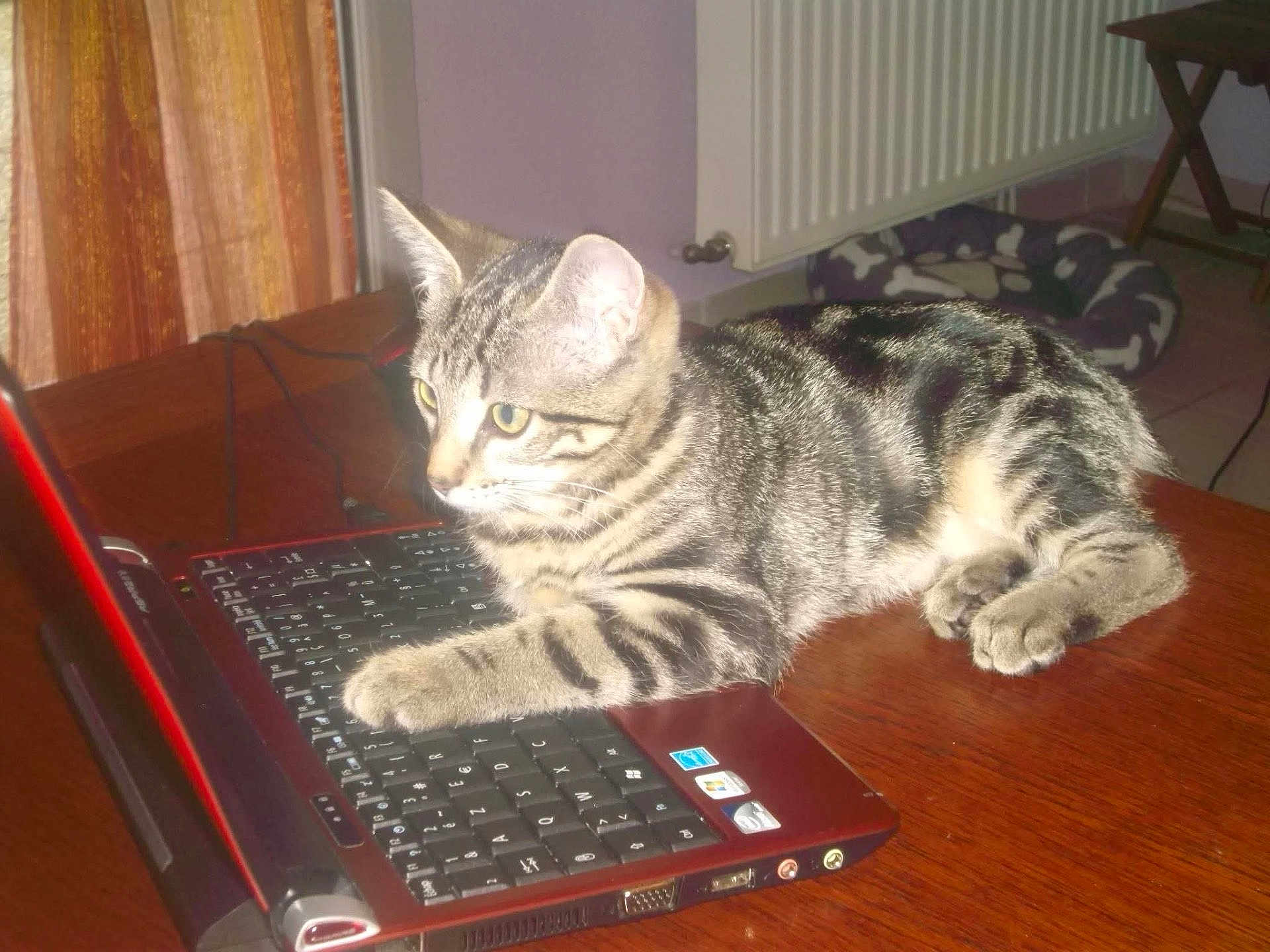 Cacahuète participe au concours pour gagner de l'argent avec cette photo : cat, tabby, laptop, keyboard, indoor, pet_bed, wooden_table, curious, striped_fur, paw, technology, computer, domestic_cat, feline, home, floor, radiator, curtains, electronic_device, table