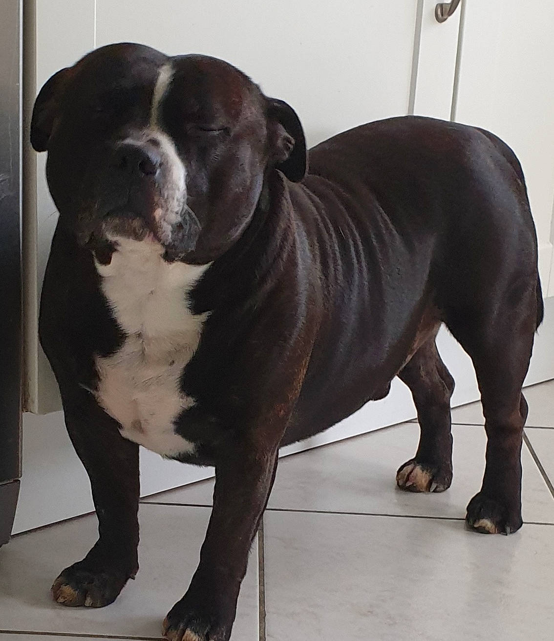 Oslo a rejoint le concours — aidez-le/la à gagner de superbes lots ! canidae, carnivore, collar, companion_dog, dog, dog_breed, dog_collar, fawn, fur, liver, metal, molosser, snout, sporting_group, tail, terrestrial_animal, tire, whiskers, window, working_animal