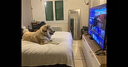 Veeny participe au concours pour gagner de l'argent avec cette photo : bed, bedroom, cozy, dog, dresser, fluffy, furniture, home, indoors, long_hair, lying_down, mirror, pet, photograph, relaxed, tan_fur, television, tiled_floor, watching_tv, window