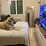 dog, pet, fluffy, long_hair, tan_fur, lying_down, bed, bedroom, television, indoors, home, furniture, window, mirror, dresser, tiled_floor, cozy, relaxed, watching_tv, photograph