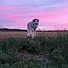 dog, canine, fluffy, white_dog, outdoor, meadow, field, grass, wildflowers, sunset, pink_sky, purple_sky, landscape, nature, rural, standing, looking_at_camera, collar, fur, scenic