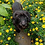 Luigi a rejoint le concours — aidez-le/la à gagner de superbes lots ! dog, black_dog, flower_bed, yellow_flowers, garden, outdoor, pet, animal, cute, scruffy, fur, pathway, greenery, nature, looking_up, close_up, adorable, spring, leaves, sunlight