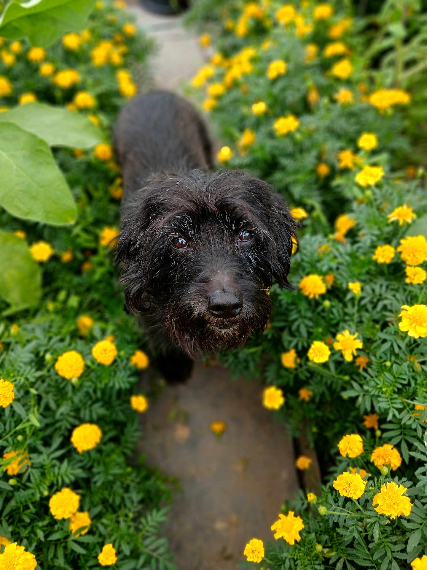 Luigi a rejoint le concours — aidez-le/la à gagner de superbes lots ! dog, black_dog, flower_bed, yellow_flowers, garden, outdoor, pet, animal, cute, scruffy, fur, pathway, greenery, nature, looking_up, close_up, adorable, spring, leaves, sunlight