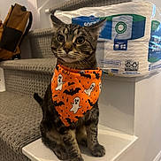 Optimus Prime is registered to the contest to win money with this photo: cat, tabby_cat, bandana, orange, halloween, ghosts, bats, stairs, carpet, toilet_paper, indoor, pet, animal, feline, sitting, curious, home, decor, accessory, cute