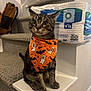 cat, tabby_cat, bandana, orange, halloween, ghosts, bats, stairs, carpet, toilet_paper, indoor, pet, animal, feline, sitting, curious, home, decor, accessory, cute