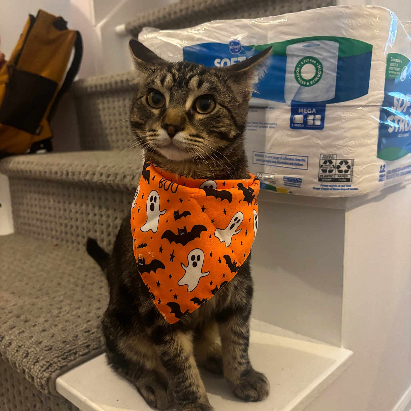 Optimus Prime is registered to the contest to win money with this photo: accessory, animal, bandana, bats, carpet, cat, curious, cute, decor, feline, ghosts, halloween, home, indoor, orange, pet, sitting, stairs, tabby_cat, toilet_paper