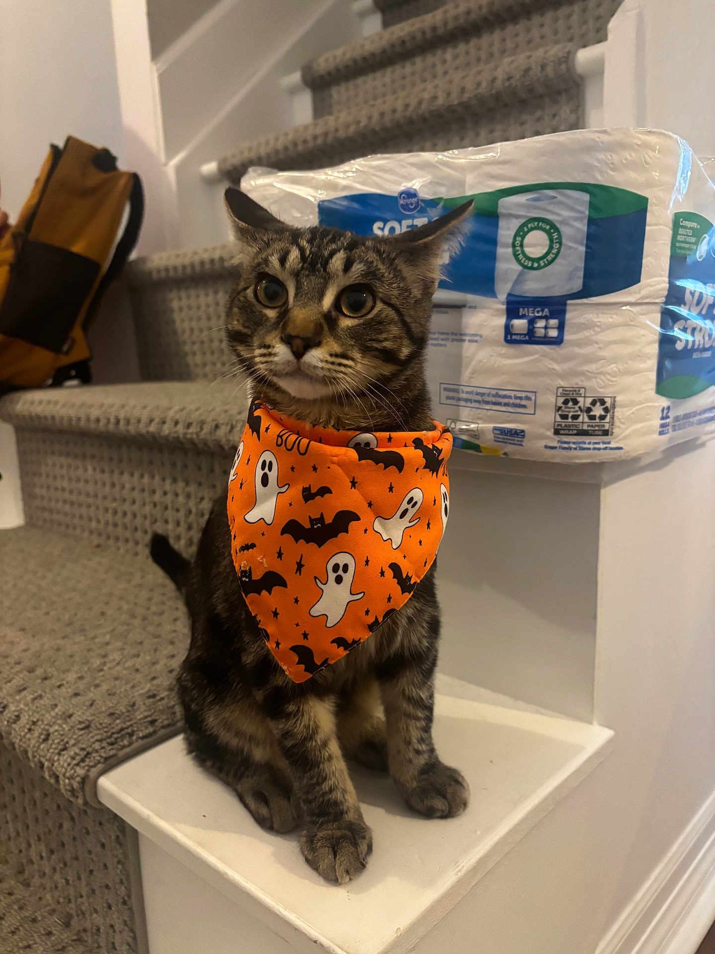 Optimus Prime is registered to the contest to win money with this photo: cat, tabby_cat, bandana, orange, halloween, ghosts, bats, stairs, carpet, toilet_paper, indoor, pet, animal, feline, sitting, curious, home, decor, accessory, cute