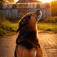 Duke a rejoint le concours — aidez-le/la à gagner de superbes lots ! dog, animal, sitting, outdoors, sunset, golden_hour, rustic, countryside, backyard, courtyard, brick_pavement, house, shed, garden, grass, trees, warm_lighting, backlit, profile, portrait