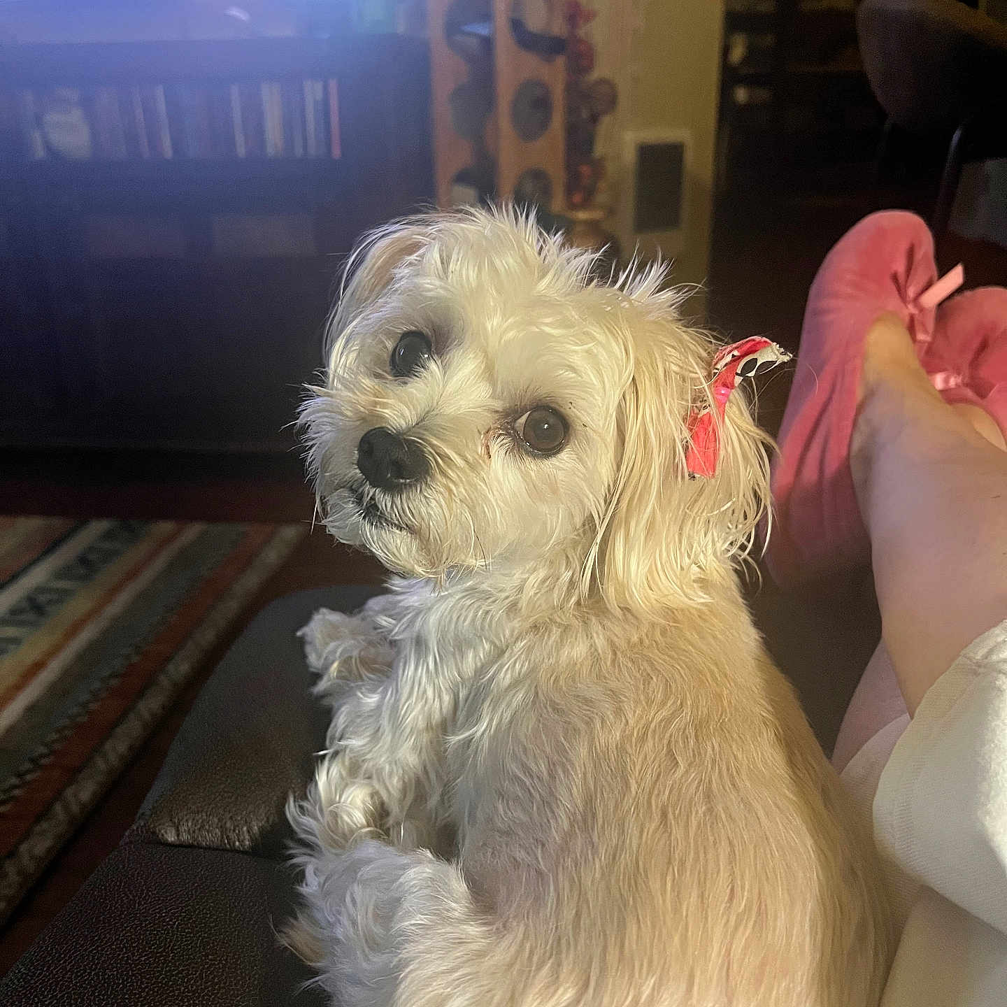 Ellie is registered to the contest to win money with this photo: bow, carpet, companion, couch, cute, dog, domestic_animal, footwear, fur, furniture, indoors, living_room, pet, pink, relaxing, resting, slippers, small_dog, television, wood_floor