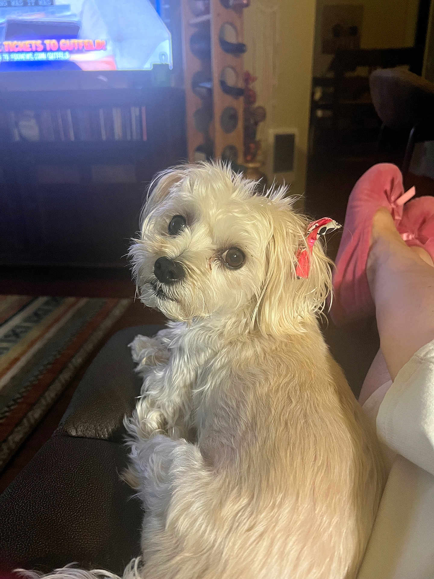 Ellie