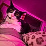 animal, black_and_white, blanket, cat, close_up, cozy, curious, domestic, feline, fur, indoor, leopard_print, person_partial, pet, portrait, purple_light, room, shoulder, wall_art, wide_eyes