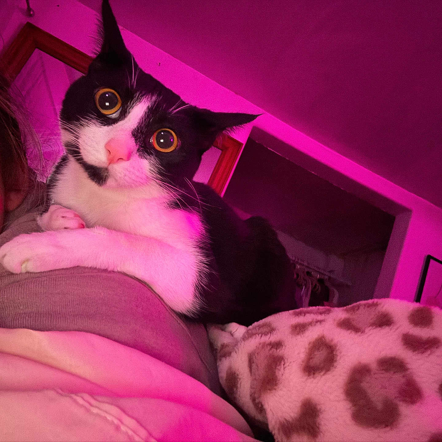 Cleo is registered to the contest to win money with this photo: animal, black_and_white, blanket, cat, close_up, cozy, curious, domestic, feline, fur, indoor, leopard_print, person_partial, pet, portrait, purple_light, room, shoulder, wall_art, wide_eyes