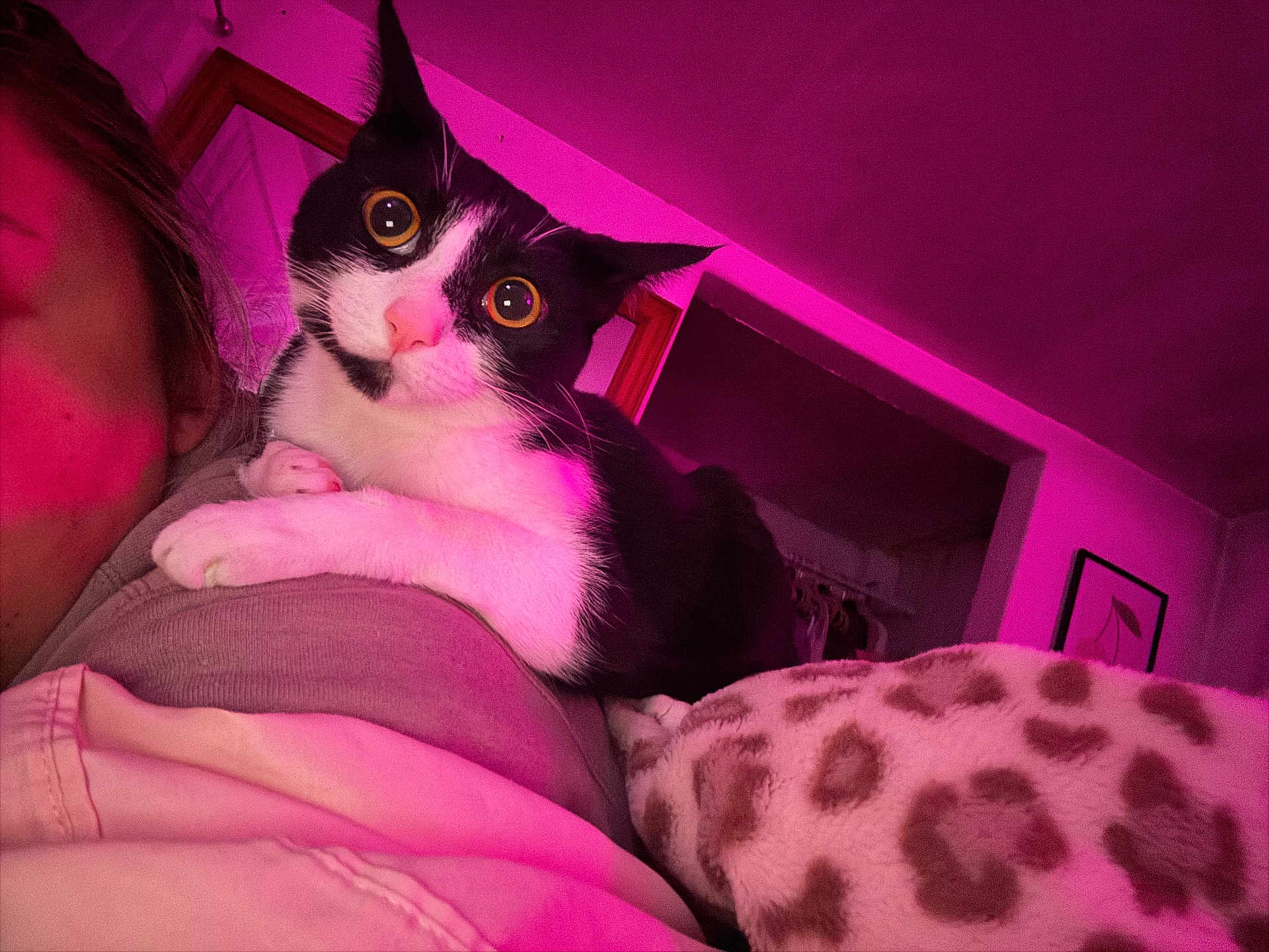 Cleo is registered to the contest to win money with this photo: animal, black_and_white, blanket, cat, close_up, cozy, curious, domestic, feline, fur, indoor, leopard_print, person_partial, pet, portrait, purple_light, room, shoulder, wall_art, wide_eyes