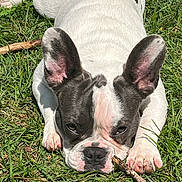 Elvis is registered to the contest to win money with this photo: dog, puppy, french_bulldog, grass, outdoor, pet, animal, ears, face, snout, stick, cute, lying_down, sunlight, nature, playful, fur, white, black, pink