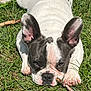 dog, puppy, french_bulldog, grass, outdoor, pet, animal, ears, face, snout, stick, cute, lying_down, sunlight, nature, playful, fur, white, black, pink