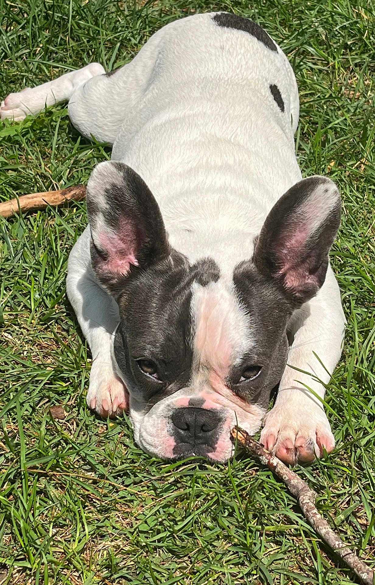Elvis