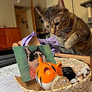 Ivy joined the competition — help win amazing prizes! basket, bed, bell, cat, cat_illustration, ceramic_cat, closeup, collar, curious, domestic_animal, door, drawer, feline, furniture, household, indoor, soft_lighting, tabby_cat, toy, whiskers