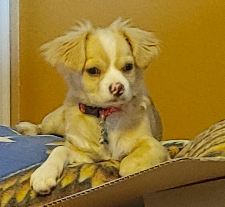 Falkor is registered to the contest to win money with this photo: bored, canidae, carnivore, companion_dog, dog, dog_breed, dog_supply, fawn, fur, non_sporting_group, paw, pet_supply, puppy, small_greek_domestic_dog, snout, sporting_group, terrestrial_animal, toy_dog, whiskers, working_animal