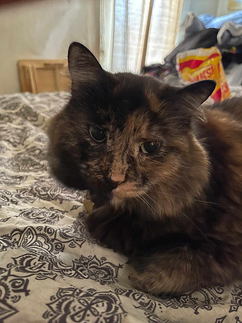 Brownie is registered to the contest to win money with this photo: cat, tortoiseshell, pet, animal, feline, bedspread, patterned, indoor, fur, closeup, resting, cute, whiskers, ears, eyes, soft_light, cozy, domestic, portrait, relaxed