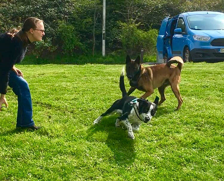 Kepler participe au concours pour gagner de l'argent avec cette photo : canidae, carnivore, companion_dog, dog, dog_breed, hunting_dog, lawn, mammal, obedience_training, vertebrate, working_dog