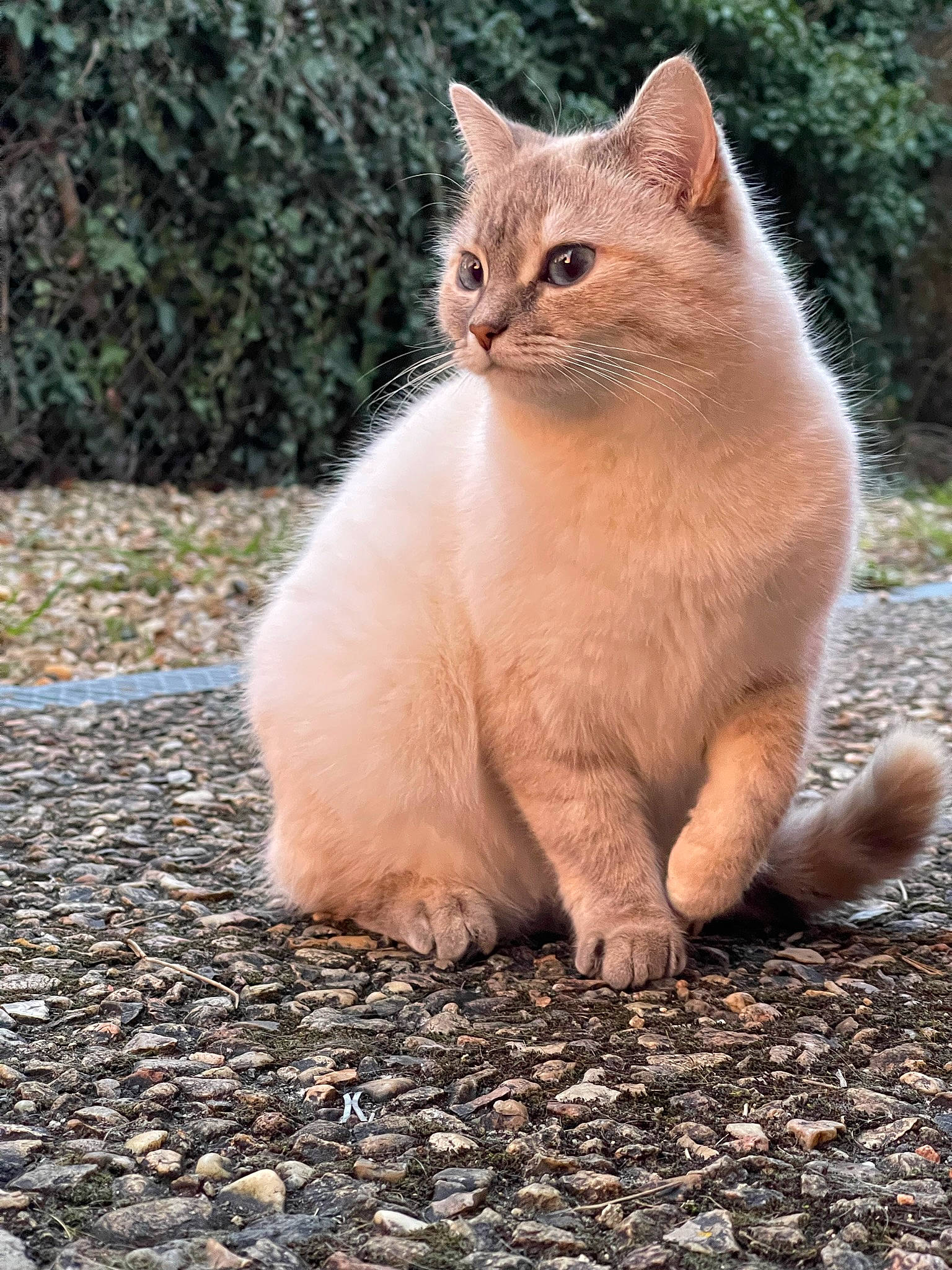 Chouku participe au concours pour gagner de l'argent avec cette photo : carnivore, cat, domestic_short_haired_cat, eye, fawn, felidae, fur, grass, paw, plant, road_surface, small_to_medium_sized_cats, snout, soil, tail, terrestrial_animal, tree, whiskers, window, wood