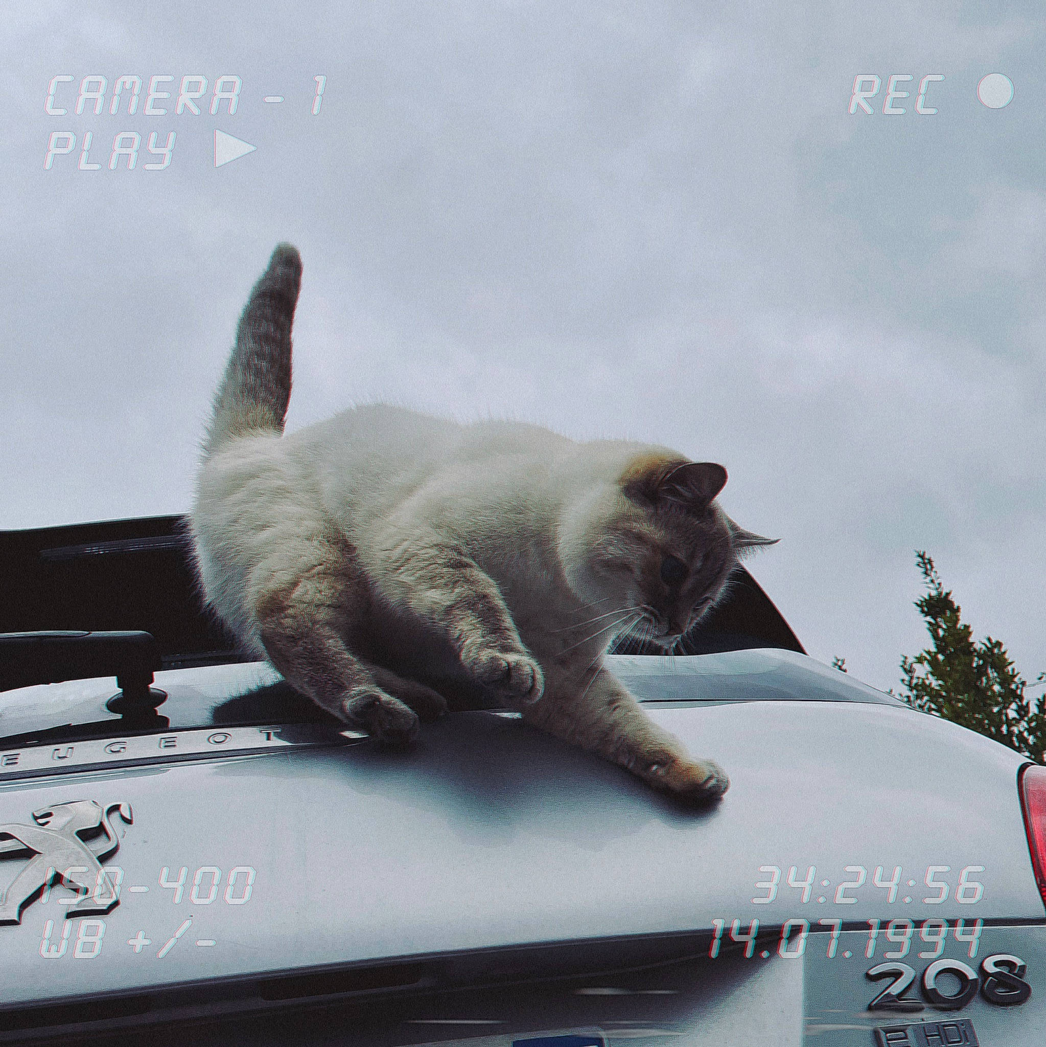 Chouku a rejoint le concours — aidez-le/la à gagner de superbes lots ! auto_part, automotive_design, automotive_exterior, automotive_mirror, automotive_window_part, carnivore, cat, comfort, felidae, gesture, hood, motor_vehicle, sky, small_to_medium_sized_cats, snout, tail, whiskers, window, windscreen_wiper, windshield