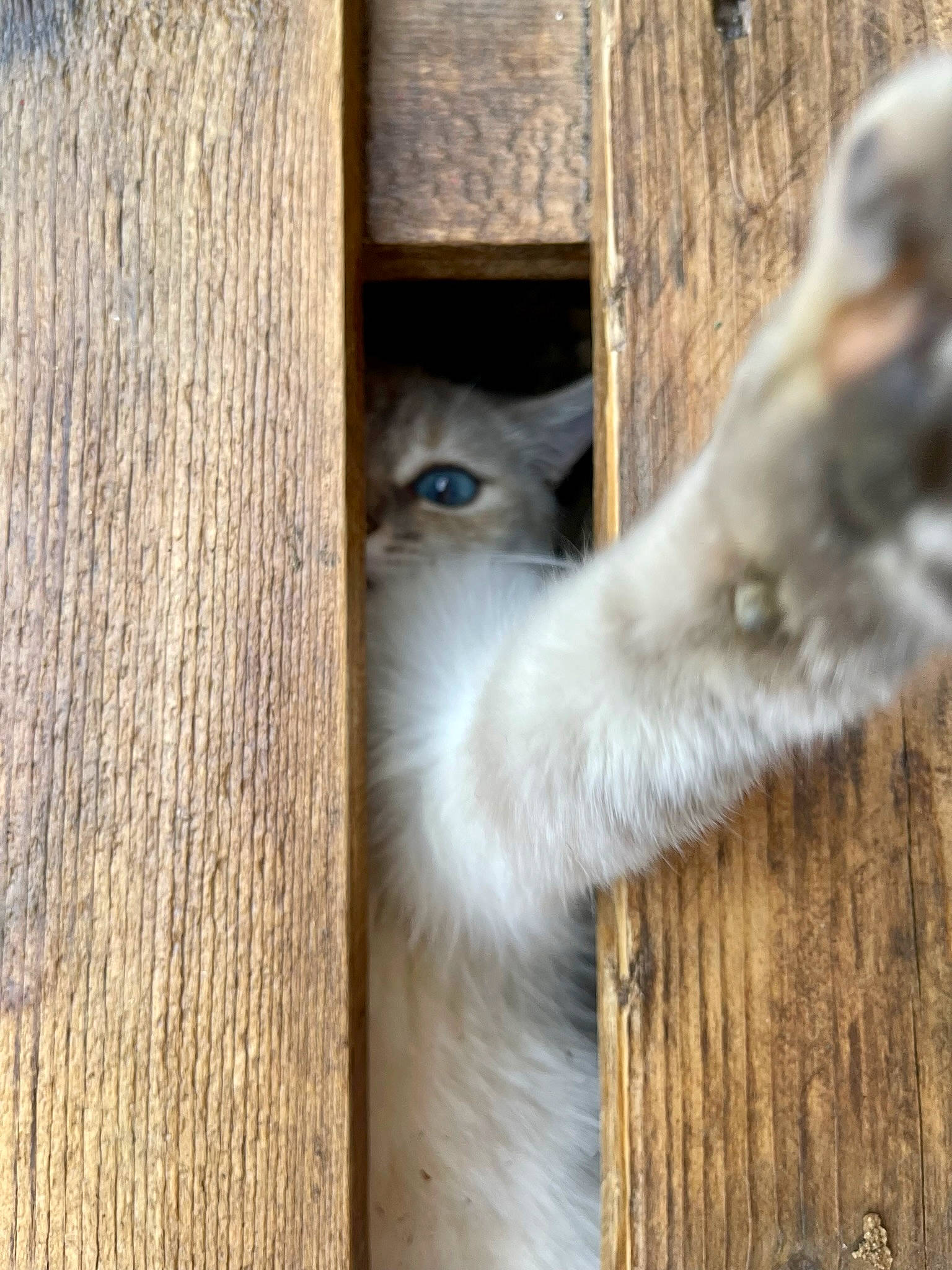 Chouku participe au concours pour gagner de l'argent avec cette photo : birman, carnivore, cat, dog_breed, domestic_short_haired_cat, fawn, felidae, flooring, fur, hardwood, natural_material, siamese, small_to_medium_sized_cats, snout, tail, terrestrial_animal, whiskers, wildlife, window, wood