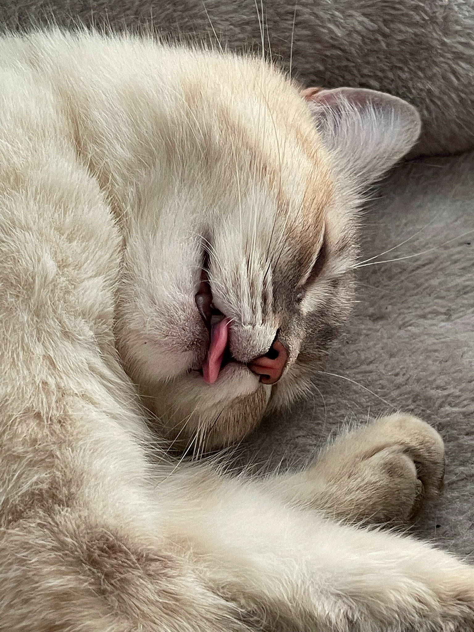 Chouku participe au concours pour gagner de l'argent avec cette photo : carnivore, cat, close_up, comfort, domestic_short_haired_cat, fang, felidae, fur, grey, nap, paw, small_to_medium_sized_cats, snout, terrestrial_animal, whiskers, yawn