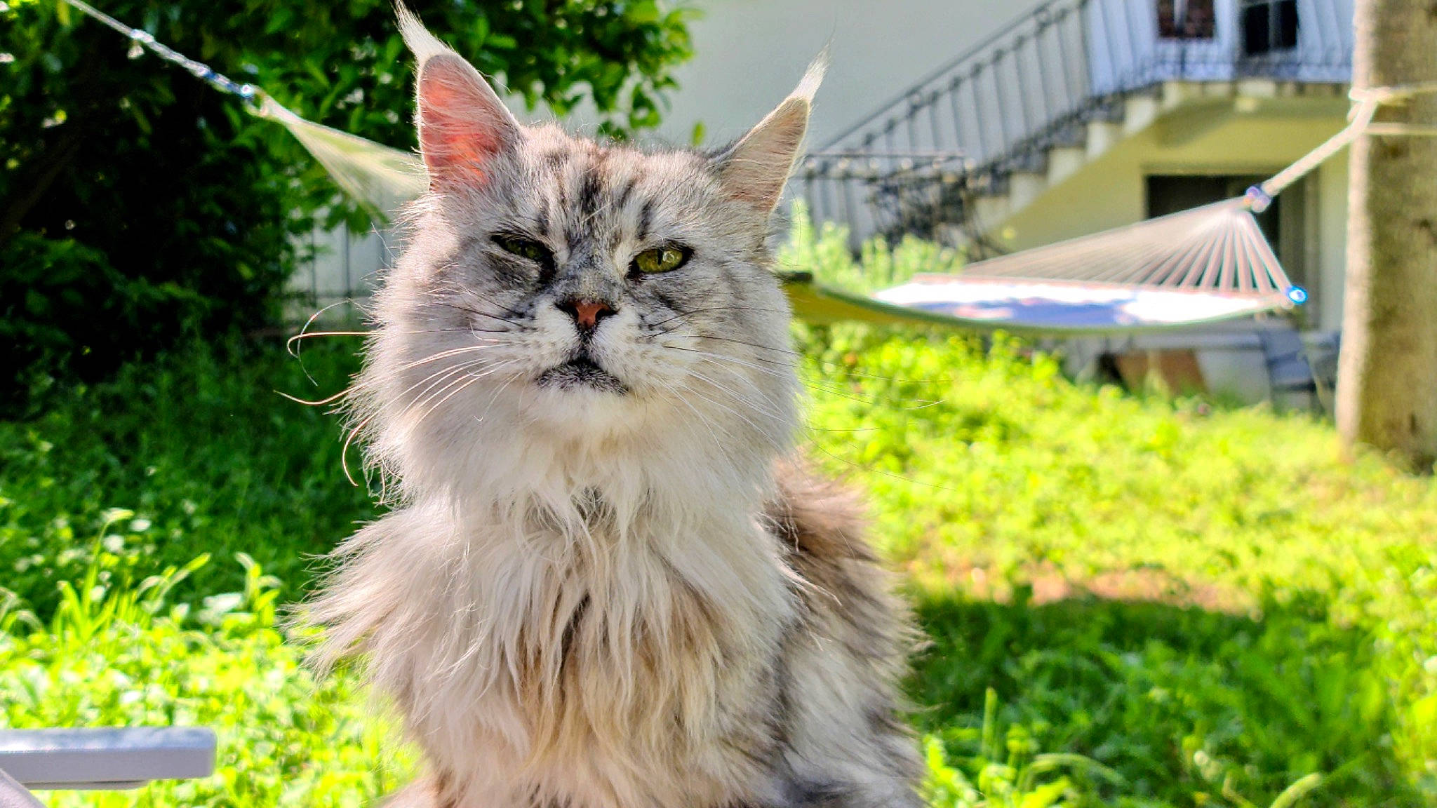 Cléo participe au concours pour gagner de l'argent avec cette photo : art, british_longhair, carnivore, cat, eye, fawn, felidae, fence, fruit, fur, grass, groundcover, maine_coon, persian, plant, small_to_medium_sized_cats, terrestrial_animal, tree, whiskers