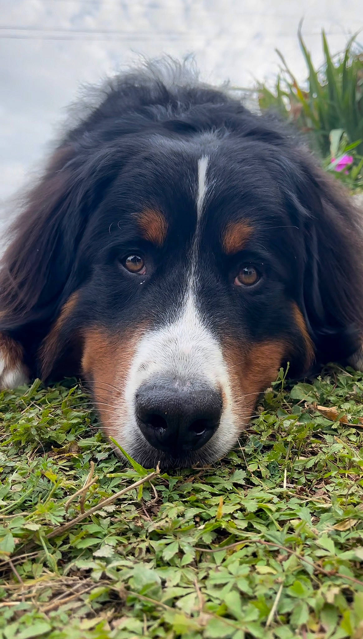 Redji a rejoint le concours — aidez-le/la à gagner de superbes lots ! bored, canidae, carnivore, companion_dog, dog, dog_breed, fur, grass, herding_dog, plant, snout, sporting_group, terrestrial_animal, whiskers, working_dog
