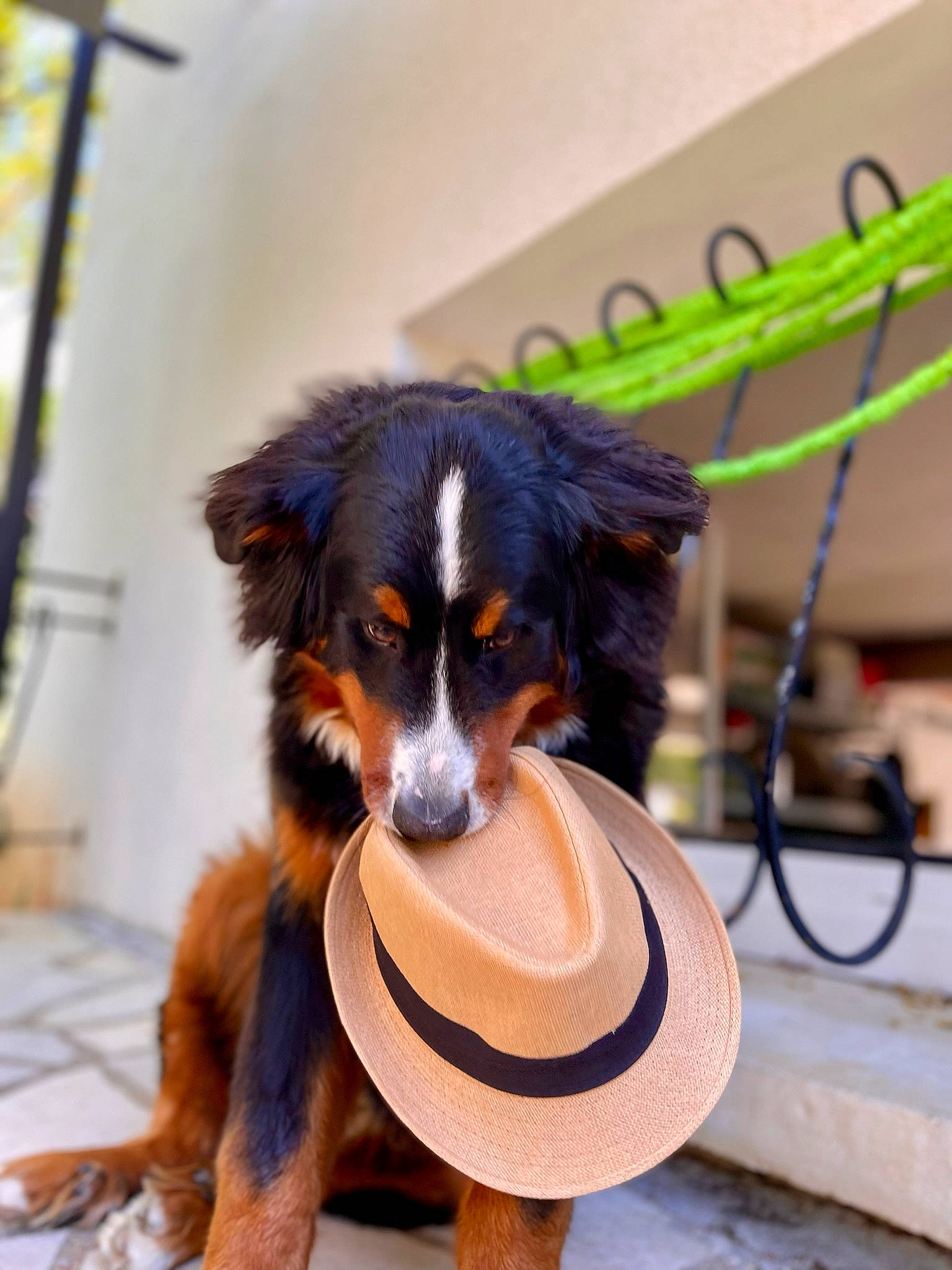 Redji participe au concours pour gagner de l'argent avec cette photo : canidae, cap, carnivore, companion_dog, costume, costume_hat, dog, dog_breed, fashion_accessory, fur, guard_dog, hat, herding_dog, snout, sporting_group, sun_hat, toy_dog, whiskers, wood, working_dog