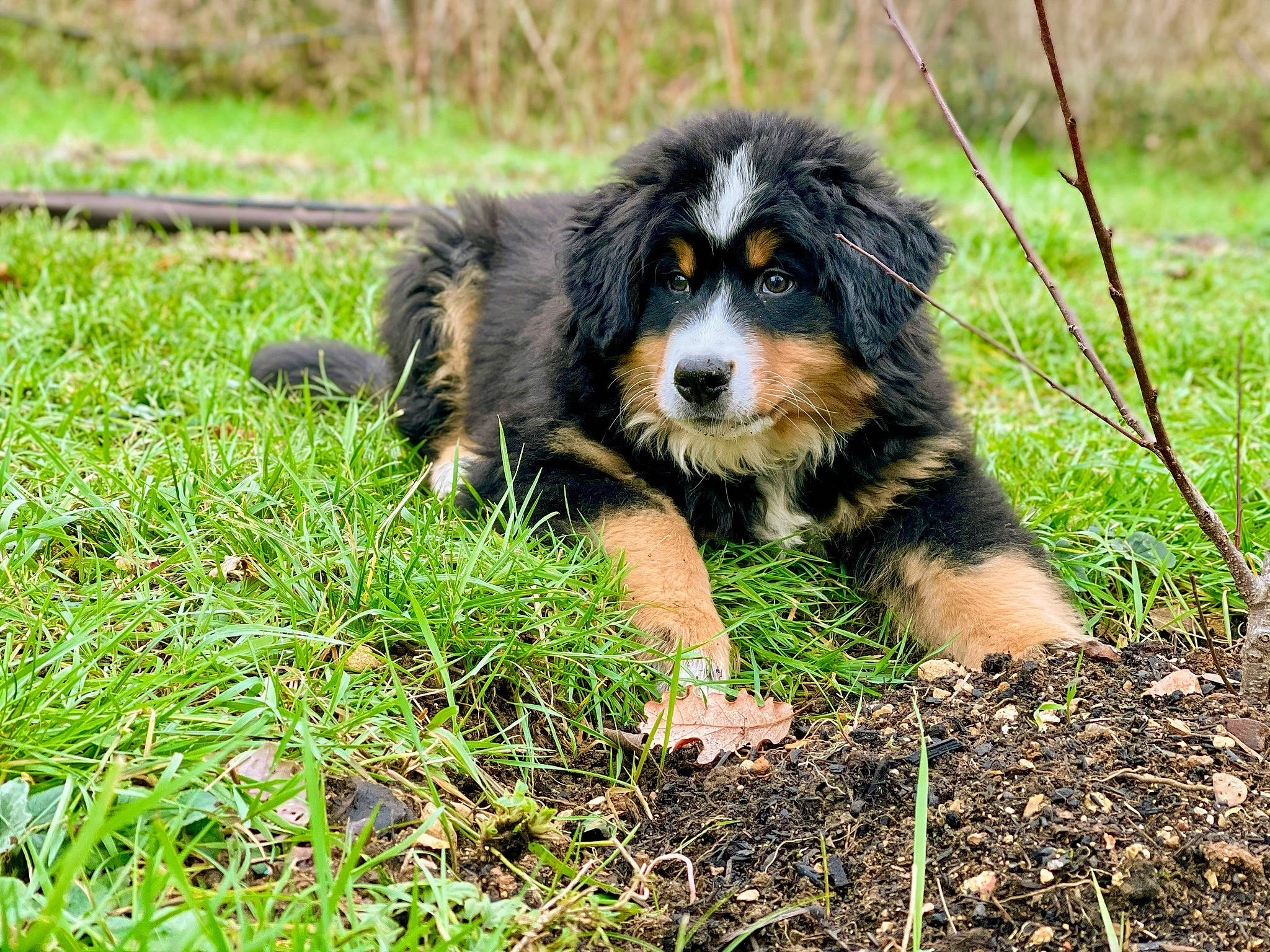 Redji a rejoint le concours — aidez-le/la à gagner de superbes lots ! bernese_mountain_dog, canidae, carnivore, companion_dog, dog, dog_breed, grass, grassland, groundcover, herding_dog, people_in_nature, plant, snout, soil, sporting_group, terrestrial_animal, wildlife, working_dog