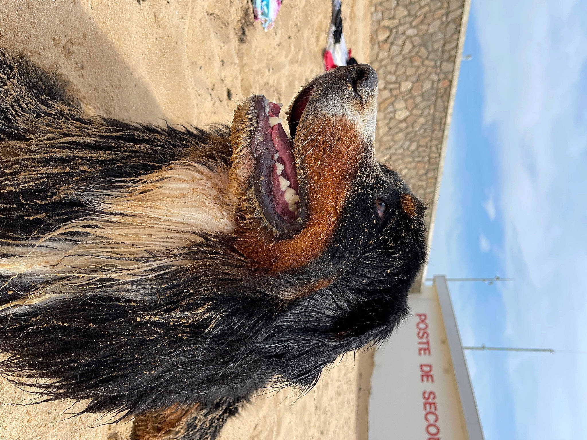 Redji participe au concours pour gagner de l'argent avec cette photo : beak, canidae, carnivore, claw, cloud, dog_breed, fawn, feather, fur, galliformes, liver, sky, snout, sporting_group, tail, terrestrial_animal, whiskers, wildlife, window, wing