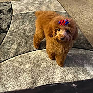 Bella is registered to the contest to win money with this photo: dog, poodle, brown, bow, carpet, indoor, pet, fluffy, cute, small_dog, animal, curious, standing, fur, companion, domestic, mammal, adorable, looking, home