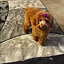 dog, poodle, brown, bow, carpet, indoor, pet, fluffy, cute, small_dog, animal, curious, standing, fur, companion, domestic, mammal, adorable, looking, home