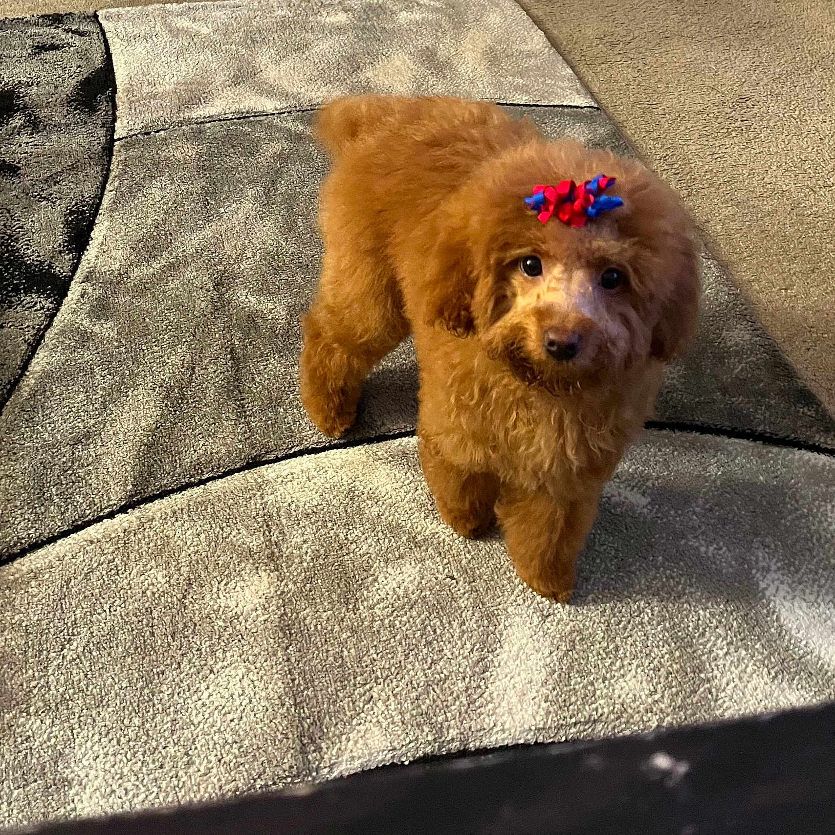 Bella is registered to the contest to win money with this photo: adorable, animal, bow, brown, carpet, companion, curious, cute, dog, domestic, fluffy, fur, home, indoor, looking, mammal, pet, poodle, small_dog, standing