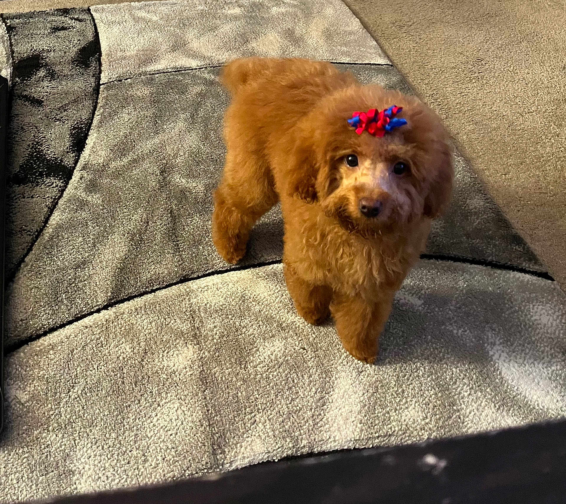 Bella is registered to the contest to win money with this photo: dog, poodle, brown, bow, carpet, indoor, pet, fluffy, cute, small_dog, animal, curious, standing, fur, companion, domestic, mammal, adorable, looking, home