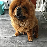 Broxi joined the competition — help win amazing prizes! animal, brown, canine, chow_chow, companion, cute, dog, domestic_animal, floor, fluffy, fur, household, indoor, looking, paw, pet, portrait, sitting, tongue_out, wooden_floor