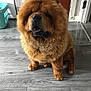 animal, brown, canine, chow_chow, companion, cute, dog, domestic_animal, floor, fluffy, fur, household, indoor, looking, paw, pet, portrait, sitting, tongue_out, wooden_floor