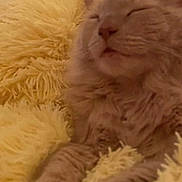 Rio joined the competition — help win amazing prizes! animal, blanket, cat, closeup, comfort, cozy, cute, feline, fluffy, fur, home, indoor, orange_cat, pet, relaxed, resting, sleeping, soft_texture, stretching, yellow