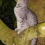 Little Bit is registered to the contest to win money with this photo: animal, branch, cat, claws, curious, feline, fur, gray, kitten, looking_up, nature, night, outdoor, pet, tabby, tail, tree, whiskers, wildlife, young