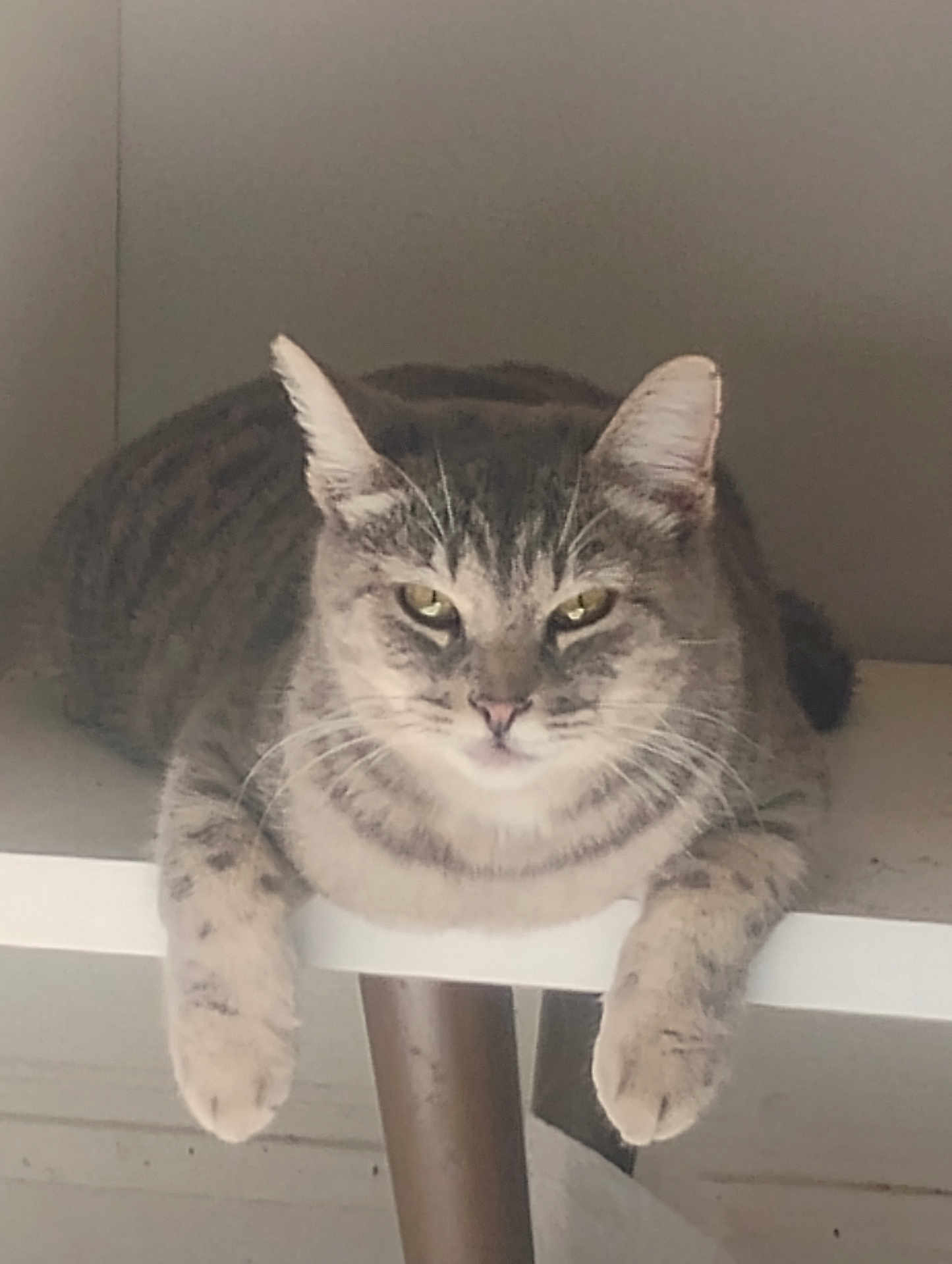 Little Bit is registered to the contest to win money with this photo: cat, tabby, feline, paws, shelf, resting, animal, pet, fur, whiskers, ears, face, looking, calm, indoor, closeup, cute, mammal, domestic, relaxed