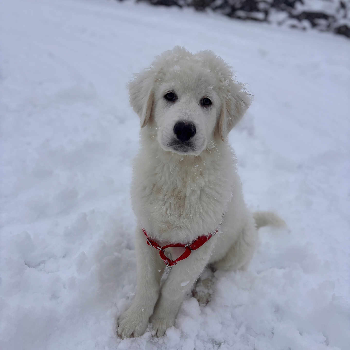 Oslo participe au concours pour gagner de l'argent avec cette photo : adorable, animal, canine, cold, cute, dog, fluffy, fur, nature, outdoor, pet, playful, portrait, puppy, red_harness, sitting, snow, white_dog, winter, young_dog