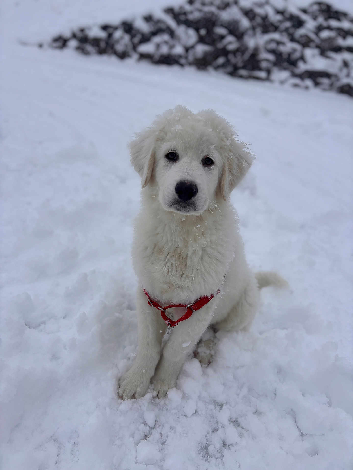 Oslo participe au concours pour gagner de l'argent avec cette photo : puppy, dog, snow, white_dog, red_harness, outdoor, winter, fluffy, animal, pet, cute, fur, young_dog, nature, cold, sitting, portrait, playful, adorable, canine