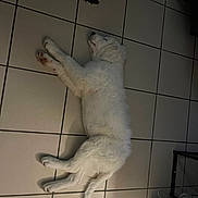 Oslo a rejoint le concours — aidez-le/la à gagner de superbes lots ! dog, white_dog, sleeping, floor, tile_floor, indoor, pet, canine, resting, lying_down, fur, quiet, cozy, animal, home, domestic, relaxing, quiet_moment, peaceful, nap