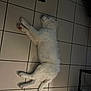 dog, white_dog, sleeping, floor, tile_floor, indoor, pet, canine, resting, lying_down, fur, quiet, cozy, animal, home, domestic, relaxing, quiet_moment, peaceful, nap