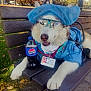 animal, bench, blue_surgical_cap, bottle, canine, costume, daytime, dog, fur, glasses, husky, leaf, name_tag, outdoor, park, paw, pepsi, pet, resting, smiling