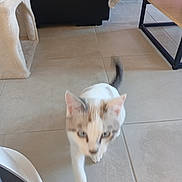 Simba participe au concours pour gagner de l'argent avec cette photo : cat, animal, indoor, tile_floor, pet, walking, blurry, feline, white_cat, cat_house, tail, curious, floor, home, domestic, moving, fur, ears, whiskers, paw