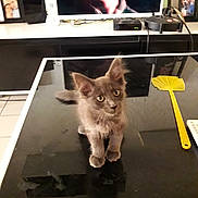 Oscar participe au concours pour gagner de l'argent avec cette photo : carnivoran, cat, cat_like_mammal, kitten, small_to_medium_sized_cats, whiskers