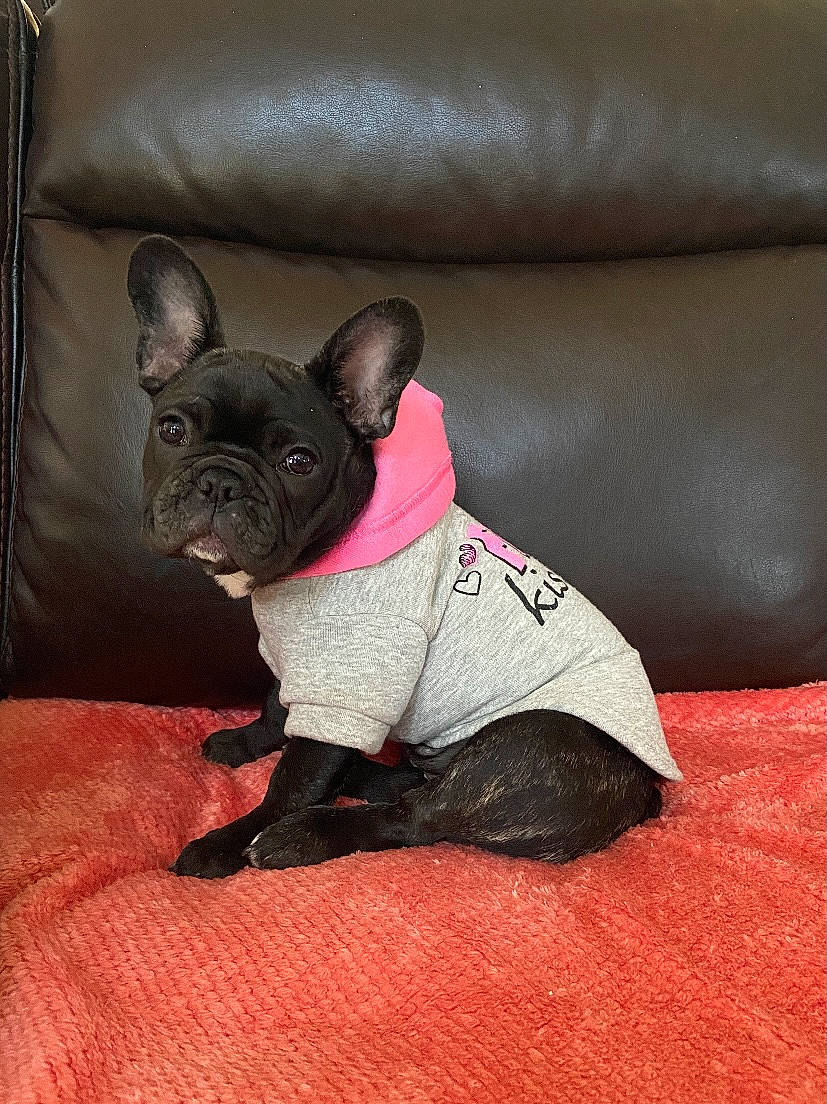 Ronni is registered to the contest to win money with this photo: bulldog, canidae, carmine, carnivore, comfort, companion_dog, dog, dog_breed, ear, fawn, french_bulldog, mammal, pug, sporting_group, terrestrial_animal, toy_dog, vertebrate, whiskers, working_animal, wrinkle